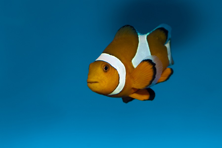 Cownfish or False Percula in Aquarium